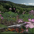 Vibrant Aquatic Plants Featuring Pink Lotus Flowers Large Leaves And Koi Fish In Natural Pond