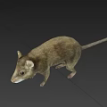 Realistic Brown Rat Standing On Gray Background With Detailed Fur And Tail