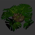 Monstera Plant With Large Green Split Leaves In Gray Pot For Indoor Decoration