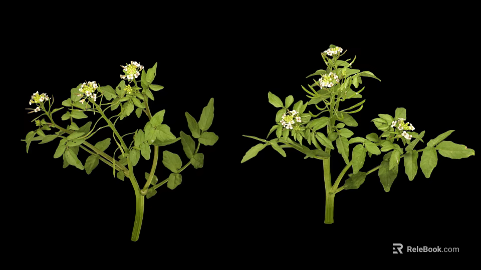 Fresh Edible Plants With Green Leaves And Small White Flowers For Cooking 3d model 
