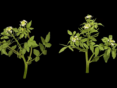 Fresh Edible Plants With Green Leaves And Small White Flowers For Cooking 3d model