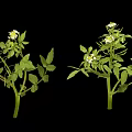 Fresh Edible Plants With Green Leaves And Small White Flowers For Cooking