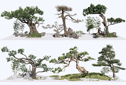 Chinese pine 3d model