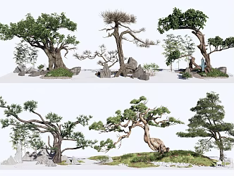 Chinese pine 3d model