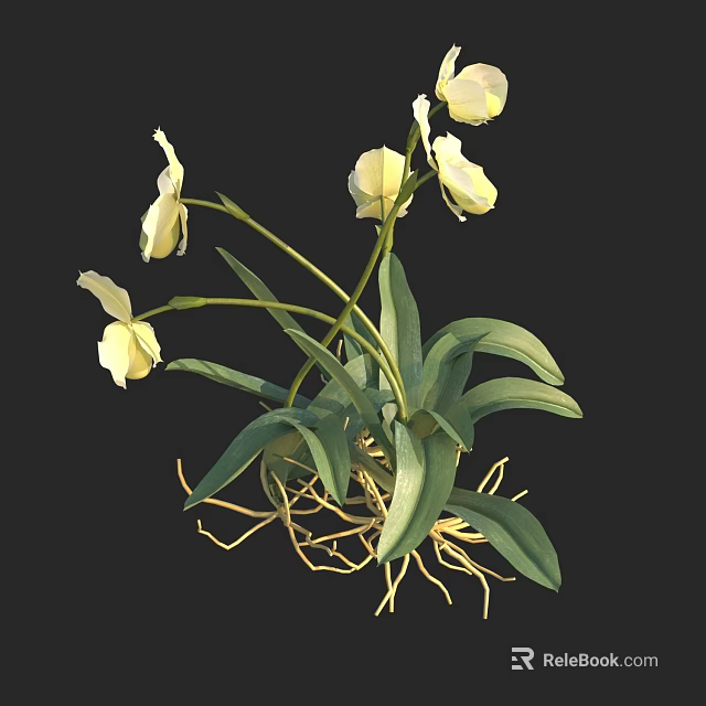 White Orchid Plant With Green Leaves And Yellow Roots 3d model 
