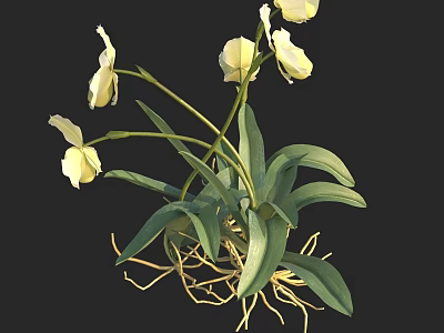 White Orchid Plant With Green Leaves And Yellow Roots 3d model