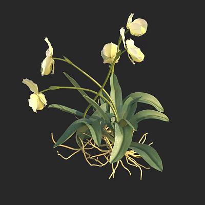White Orchid Plant With Green Leaves And Yellow Roots 3d model