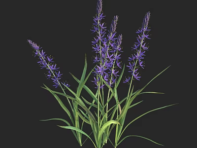 Tall Purple Flowers With Green Leaves On Slender Stems Isolated On Black Background 3d model