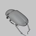 Black Shiny Beetle Insect With Oval Body And Long Legs