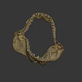Shark Jawbone Skeleton Fossil Display In University Research Lab