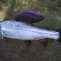 Aquatic Fish With Streamlined Body Red Fins Silver Striped Skin And Black Head