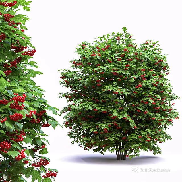 Vibrant Ornamental Arbor With Lush Green Leaves And Red Berries 3d model 