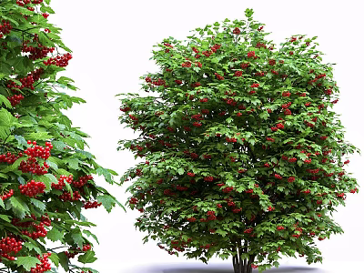 Vibrant Ornamental Arbor With Lush Green Leaves And Red Berries 3d model
