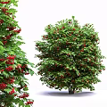 Vibrant Ornamental Arbor With Lush Green Leaves And Red Berries
