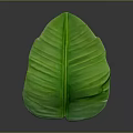 Green Banana Leaf with Vibrant Color and Visible Veins on Dark Background
