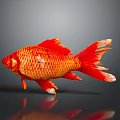 Bright Red And Orange Goldfish With Shiny Scales Flowing Fins And Reflection On Dark Background