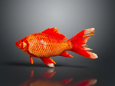 Bright Red And Orange Goldfish With Shiny Scales Flowing Fins And Reflection On Dark Background 3d model