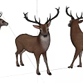 Three Brown Stags With Large Antlers Standing In White Studio Background 3d model