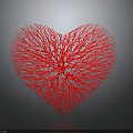 Red Heart Organ with Hair like Vascular Fibrous Network Structure