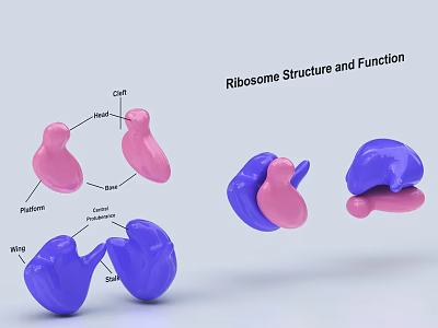 Ribosome Structure and Function Medical Device Model Featuring Large and Small Subunits 3d model