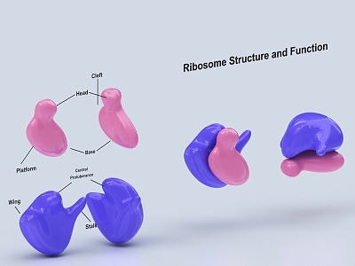 modern ribosome 3d model