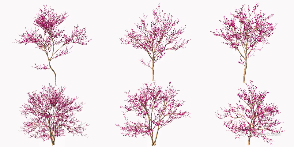 Beautiful Blooming Trees With Pink Flowers Displaying Multiple Natural Shapes 3d model 