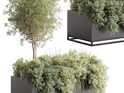 Various Bonsai Potted Plants In Square Black Framed Planters With Green Foliage 3d model