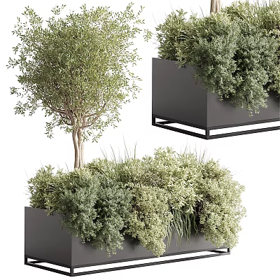 Various Bonsai Potted Plants In Square Black Framed Planters With Green Foliage 3d model