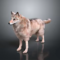 3D Modeled Wolf Game Movie Character With Detailed Brown Fur Standing Pose