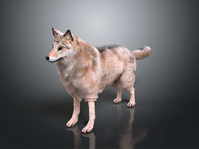 3D Modeled Wolf Game Movie Character With Detailed Brown Fur Standing Pose 3d model 3D Modeled Wolf Game Movie Character With Detailed Brown Fur Standing Pose 3d model