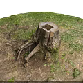 Old Tree Stump Covered With Green Moss Surrounded By Lush Grass And Exposed Roots