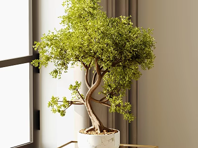 Bonsai Plant with Lush Green Leaves in White Pot by Window on Table 3d model