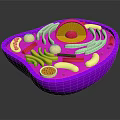 Purple Cell Model Showing Organelles And Hair Like Structures With Nucleus Mitochondria