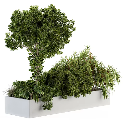 Bonsai Potted Plants With Lush Green Foliage In White Rectangular Indoor Decor Planter 3d model