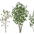 Three Arbor Varieties With Green Leaves And Branch Structures 3d model