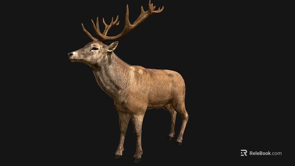 Brown Deer With Large Antlers Standing Against Black Background 3d model 