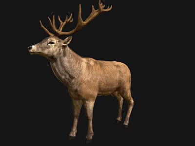 Brown Deer With Large Antlers Standing Against Black Background 3d model