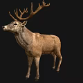 Brown Deer With Large Antlers Standing Against Black Background 3d model