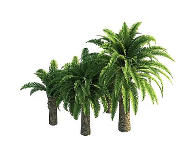 Lush Tropical Palm Trees With Green Fronds And Brown Trunks 3d model