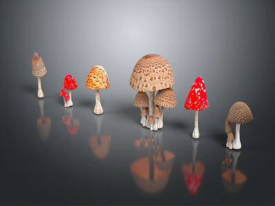 Various Types of Colorful Mushrooms Arranged on Black Background With Reflections 3d model