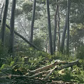 Serene Misty Pine Forest Landscape With Lush Green Ferns And Scattered Fallen Logs In Sunlight