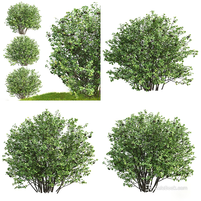 Lush Green Bushes With Dense Foliage And Varied Natural Shapes 3d model 