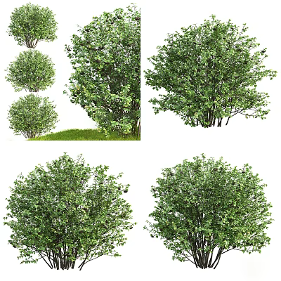 Lush Green Bushes With Dense Foliage And Varied Natural Shapes 3d model