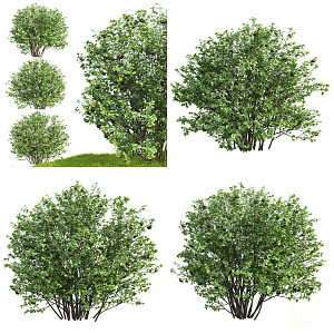 Modern Shrub Plant Berry Tree 3d model