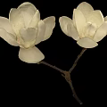 White Magnolia Blooms With Two Flowers And Branches On Black Background