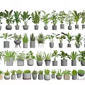 Various Bonsai Potted Plants Collection With Different Green Species And Decorative Pots