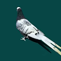 A White Head Pigeon with Purple Neck and Grayish Black Body Standing on Green Background