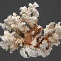 Marine Coral Polyps With Branching White And Brown Calcium Structures