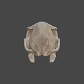 Natural Animal Skull With Detailed Bone Structure And Isolated Dark Background