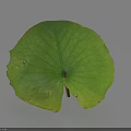 Green Lotus Leaf With Veins Serrated Edges Central Spot And Shadow On Light Background